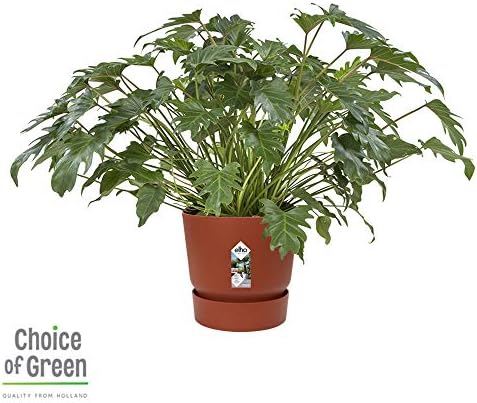 Choice of Green - 1 Philodendron Xanadu - Philodendron - Live Indoor Plant in Growerspot Diameter 27 cm - Height 70 cm - Quality from Holland - Fresh from The Grower
