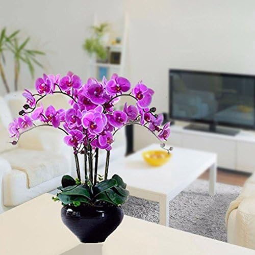 SSXY 2 Bag Seeds,Butterfly Seeds Moth Orchid Seeds Phalaenopsis Seeds Unique RARE 20 Pcs/Bag Planters