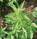 David's Garden Seeds Herb Epazote D782A (Green) 1000 Organic Seeds