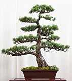 Tropica - Bonsai - Chinesischer Wacholder (Juniperus chinensis) - 30