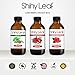 Rose Absolute With Rosehip Oil & Jojoba, 100% Pure, Premium, Authentic, Therapeutic Sensual Essential Oil, Light Weight, Absorbs Quickly, Romantic/Sensual Uplifting Floral Aroma