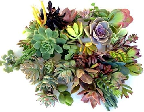 30 Succulent Cuttings - Fresh Clippings (30)