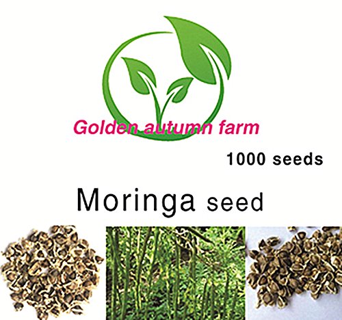 Golden autumn farm-13oz AAAAA Top Grade Moringa Oleifera Seeds Pure Organic Drumstick tree seeds 1000