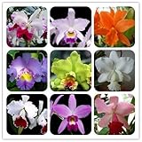 Brand New! 30 Orchids Seeds Cattleya Hybrida Flower, Famous Flowers Orchids seeds of hope