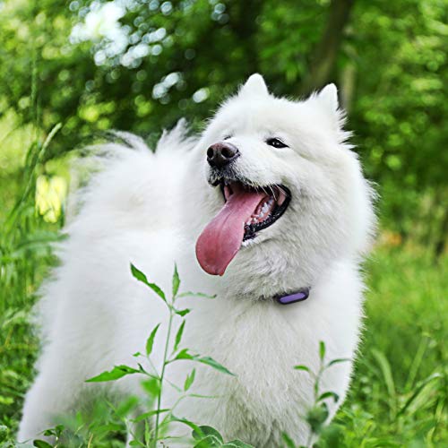 PETBLE Dog Cat Pet Smart Tag Tracker - Portable Bluetooth Wireless 4.0 Lightweight, Waterproof, Compatible with Multiple Smart Devices 24/7 Activity Monitor Pet Health Tracker for IOS Android (Purple)