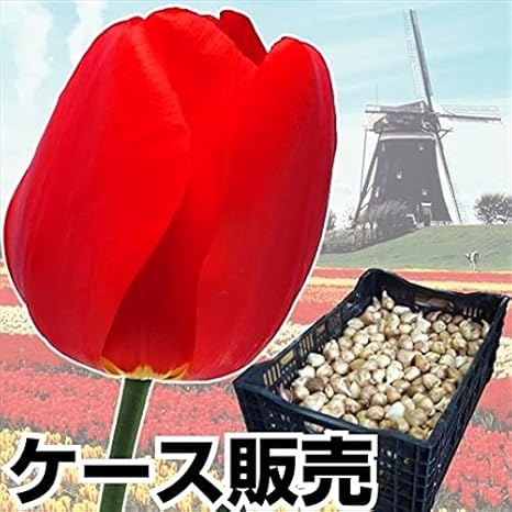 Amazon 国華園 チューリップ 球根 早期販売 普通球 赤花 ケース販売 1100球 21年春商品 球根