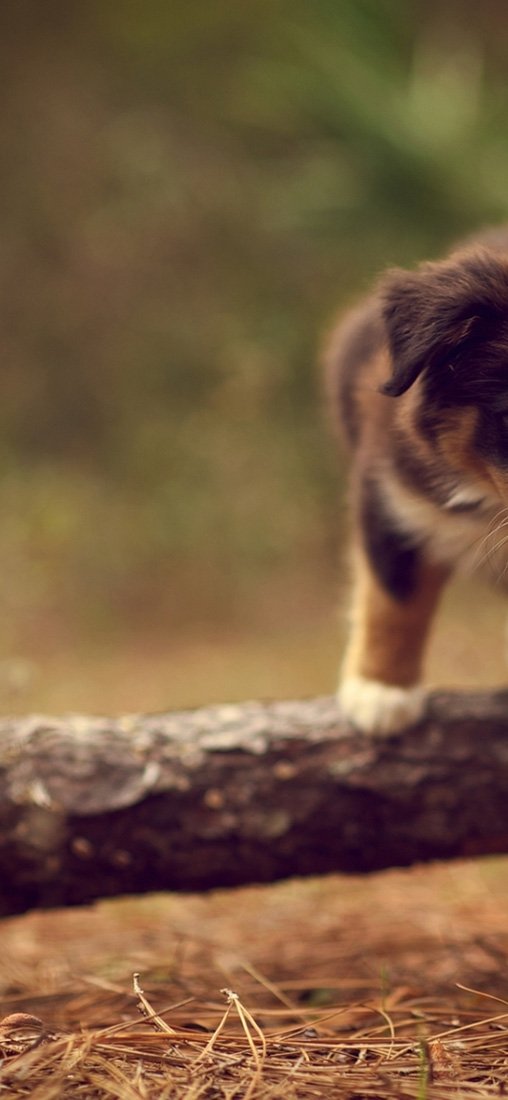 PeelitStickit Dog, Animal Wall Murals ID-165, vinyl