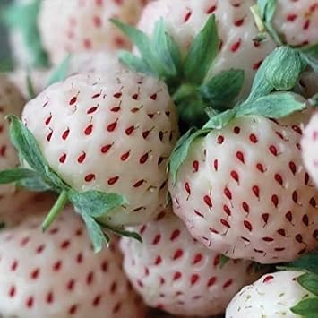 Portal Cool Plantas 20X pineberry Fresa: Amazon.es: Jardín