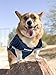 NFL New England Patriots Dog Jersey, Size: X-Large. Best Football Jersey Costume for Dogs & Cats. Licensed Jersey Shirt