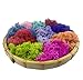 Bister 6.5oz Reindeer Moss Preserved 5 Assorted Colors for Fairy Gardens, Gift Packing, Dressing Potted Plants and More Crafts