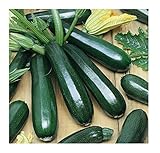 David's Garden Seeds Zucchini Black Beauty SL149QU (Green) 50 Heirloom Seeds