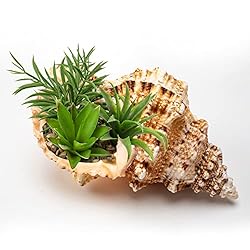 Giant Natural Conch Shell, Frog Seashell 1 Shell