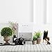 Velener Mini Home Decoration Aloe Vera Artificial Plants with Paper-Mache Pots (Set of 2), 7 inches and 5 inches, Faux Plants for Living Room, Kitchen, Bedroom, and Office Decor…