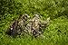 ALPS OutdoorZ NWTF Grand Slam Turkey Vest XL, Mossy Oak Obsession