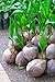 Coconut Tree (Green) Hawaiian, Live Seed Coconut Palm, High Nutrition Juicy Fruit, 5 inch