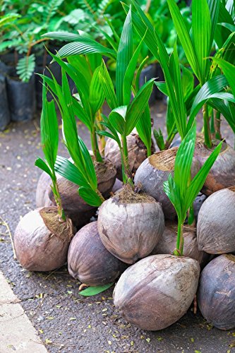 Coconut Tree (Green) Hawaiian, Live Seed Coconut Palm, High Nutrition Juicy Fruit, 5 inch Coconut Tree (Green) Hawaiian, Live Seed Coconut Palm, High Nutrition Juicy Fruit, 5 inch