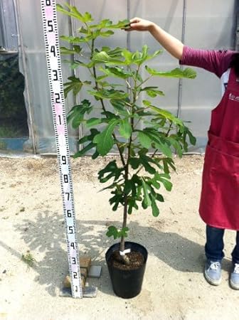 Amazon いちじく 苗 パスティリエ 3年生 大苗 果樹苗木 イチジク 果樹苗 果物 Amazon いちじく 苗 パスティリエ 3年生 大苗 果樹苗木 イチジク 果樹苗 果物