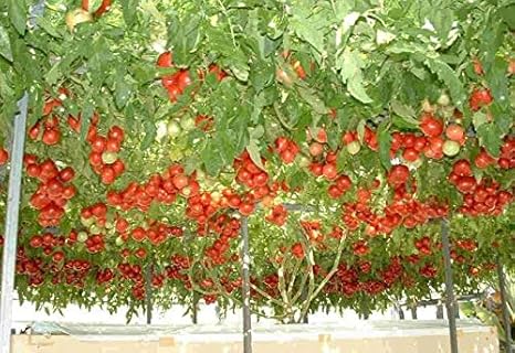 HONIC 100 Unidades Mezcla de Verduras Tomate, Plantas en macetas ...