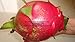 2 ."Giant Vietnamese" white dragon fruit weight average 2-2 1/2 lb Fruit ,unrooted cuttingPlant Easy Grow, Hybrid 'GIANT VIETNAMESE' variety, pitahaya, (Hylocereus undatus) by viablekitchenseeds-US