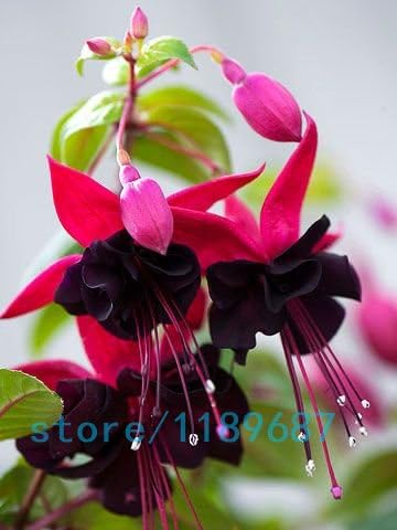 4 0個 バッグフクシアの種 フクシアの花 ランタンの花 ベゴニアの花の種 盆栽の花の種 家庭菜園のための植物 B07vgkpqkv 955円