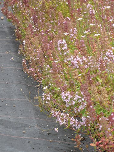 Thymus pulegioides - Arznei-Thymian, 50 Pflanzen im 5/6 cm Topf – Bild 7