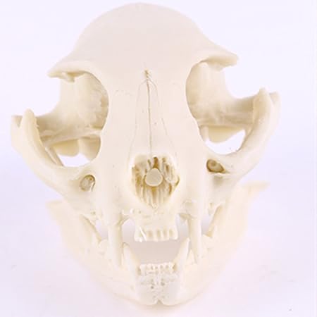 Generique Modele Crane De Chat En Resine Squelette Enseignement Aquarium Decoration Amazon Fr Cuisine Maison