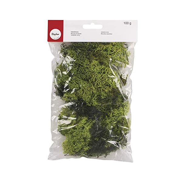 Rayher 8503211 Islandmoos, hellgrün, Btl. 100 g, echtes Natur-Moos (Island), konserviert, gereinigt, zum Basteln, Deko…