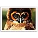 OWLS postcard set of 20 postcards. Post cards depicting various species of owls. Made in USA.