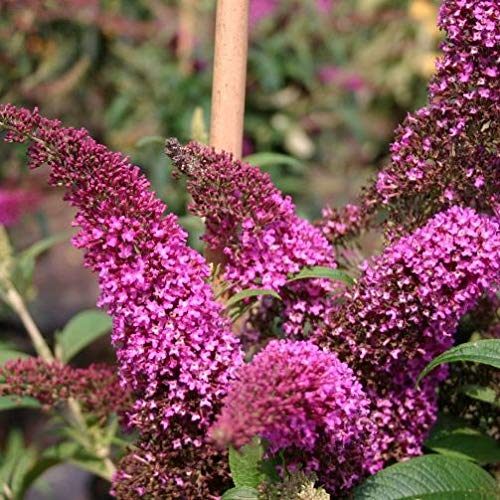 Buddleja Davidii Summer Beauty Vaso ø18cm Amazonit