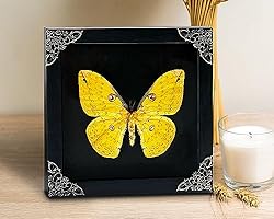 Real Framed Yellow Butterfly Dead Insect Dried Bug