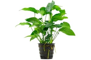 SubstrateSource Anubias Live Aquarium Plants - Potted Freshwater Plant for Fish Tanks, Terrariums - Beginner Friendly Low Light (Barteri Striped, Mother Plant)