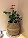 RISEON Natural Seagrass Belly Basket Panier Storage Plant Pot Collapsible Nursery Laundry Tote Bag with Handles (9