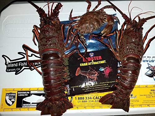 lobster bait