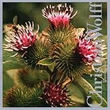 BURDOCKS                                           image