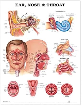 Amazon.com: Ear, Nose and Throat Anatomical Chart: Anatomical Chart