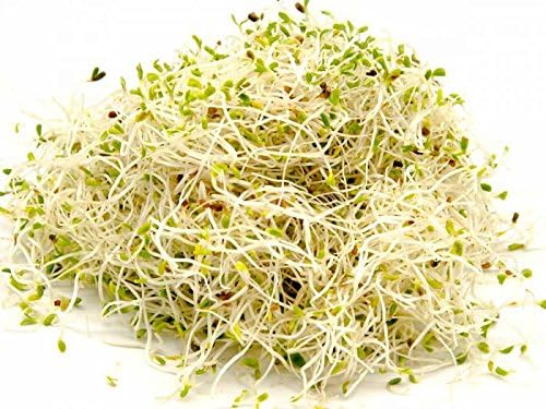Sprouter Germination Vessel – Grow Organic Sprout in Your Home, Transparent, 3 trays x 20 cm diameter - Image 4