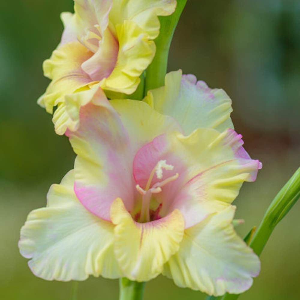 12 x Pastel Blend Gladioli Dreamy Flowers as Cut