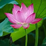 60PCS Open Mouth Bonsai Lotus Seeds Water Lily