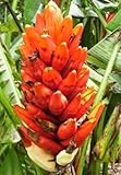 Dwarf Red Banana Tree Certified 5 Seeds Banana Plant Banana Seeds UPC 650327337558