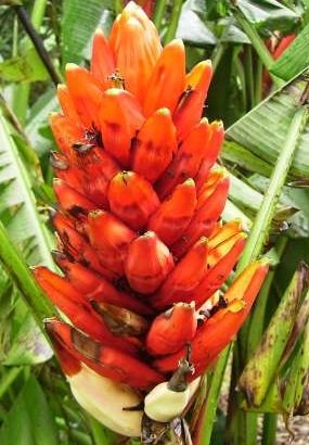 Dwarf Red Banana Tree Certified 5 Seeds Banana Plant Banana Seeds UPC 650327337558