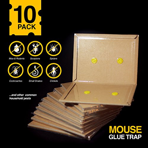 Pre-Baited Peanut Butter Scented Mouse and Insect Glue Board Trap - 10 Pack