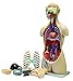Walter Products B10107 Human Torso Model, 17-Part, Life Size 85 cm, Sexless