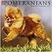 Just Pomeranians 2019 Wall Calendar (Dog Breed Calendar)