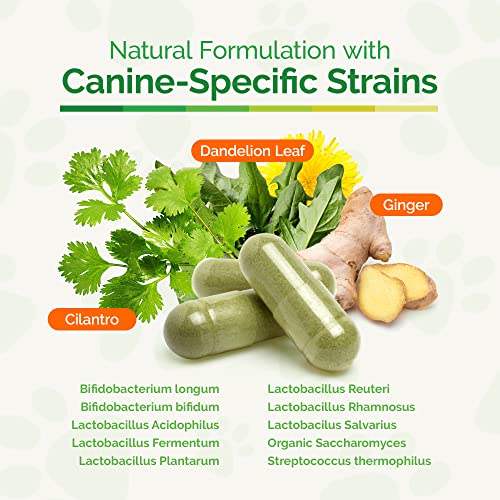 Dr. Dobias GutSense, Advanced Prebiotic & Probiotics for Dogs, Canine