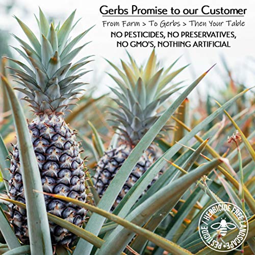 GERBS Dried Pineapple Unsweetened 2 LBS. Freshly Dehydrated