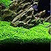 Homedeco Aquarium Glossostigma Hemianthus Callitrichoides Seeds Water Grass Easy Aquatic Live Plant Fish Tank Decoration Landscape Ornament (1 PC, Lucky Grass)