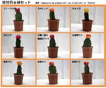 Amazon Co Jp 老若男女問わず大人気 カラフルセット プレゼントに最適です 緋牡丹6鉢セット ペット用品