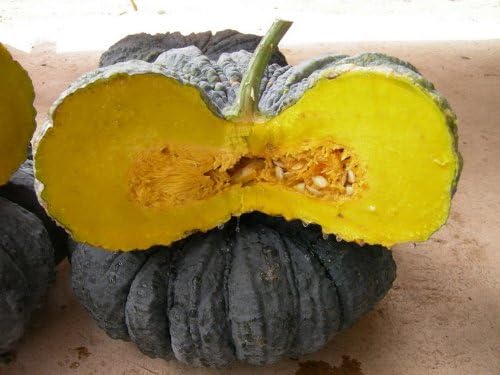 Pumpkin Seeds Herb Flower Seeds Thai Pumpkin Seeds From Thailand 30 Seed/pack