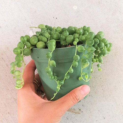 String of Pearls Plants Senecio RowleyanuSucculents (6 inch) - Thumbnail 2