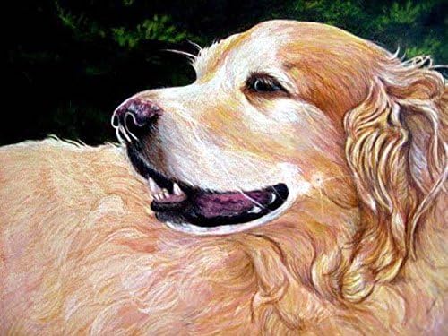 Custom Pet Portrait, Golden Retriever Art, Dog Portrait in Colored Pencil, or any breed, 8" x 10"